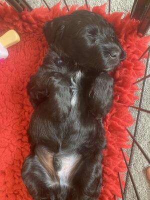 Mr Red has a forever home
