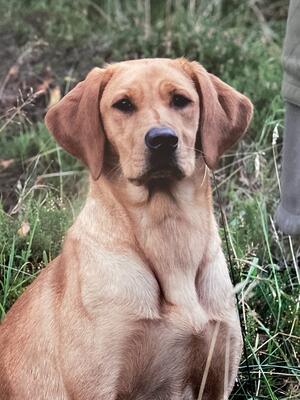 A Maylandlea Labrador.