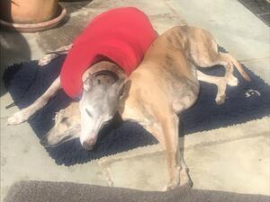 Whippets love whippets!