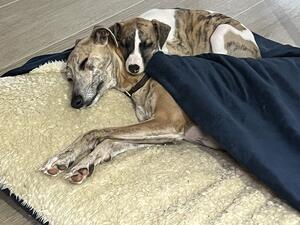 Puppies born 18th May. One beautiful boy remaining