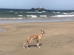Our whippets love the beach..