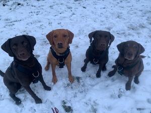 Snow dogs
