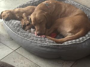With one of her daughters puppies