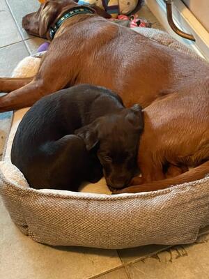 Puppy from previous litter