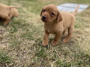 Pup