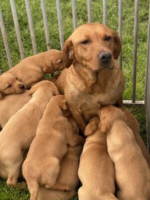Dam with Pups