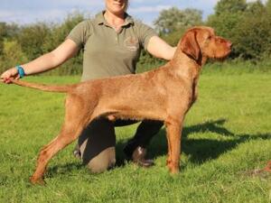 Sire: Zoldmali Tarlo