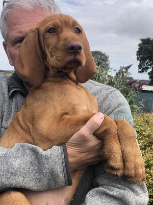 Dog pup at 14 weeks