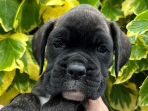 Dark Brindle Male