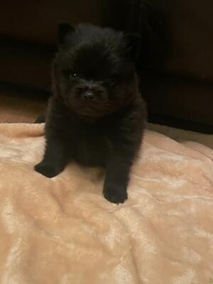Female Puppy