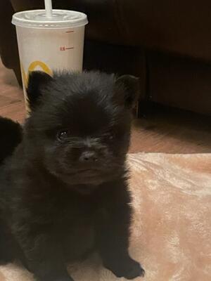 Male Puppy
