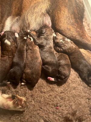 Puppies a few hours old