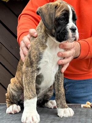 Brindle Male