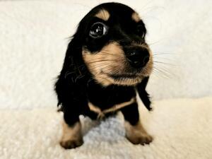 Available Black & Tan Girl