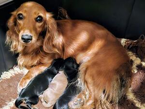 Mum with pups