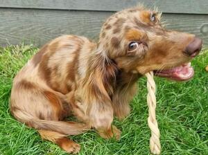 Ascari