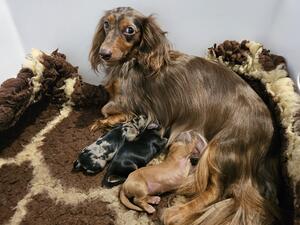 Mum with pups