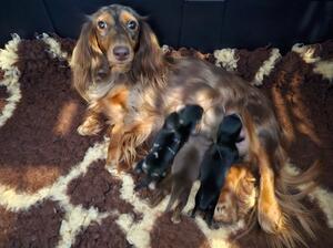 Mum with pups
