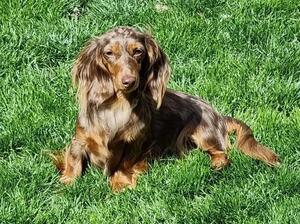 Ascari