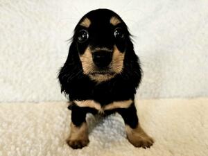 Available Black & Tan Girl