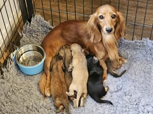 Mum with pups