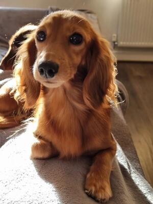 Lottie