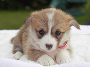 Alana Girl puppy