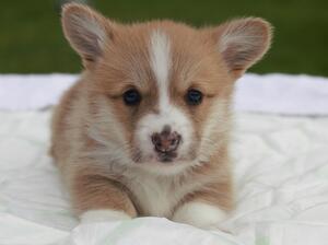 Alex, boy puppy