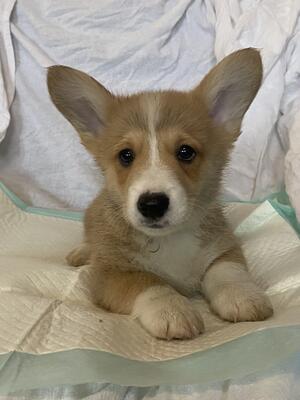 Talidais Ted (formerly Troy)