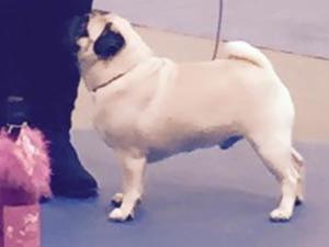 Elvis winning the toy group