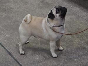 Elvis wins Best Puppy In Breed at UK Toydog