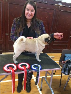 Elvis winning BPIS RBIS BD at Scottish Pug Limit