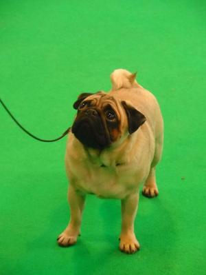 Percy at Crufts