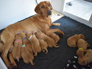 Bella with pups from her previous litter