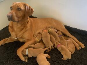 Bella with pups