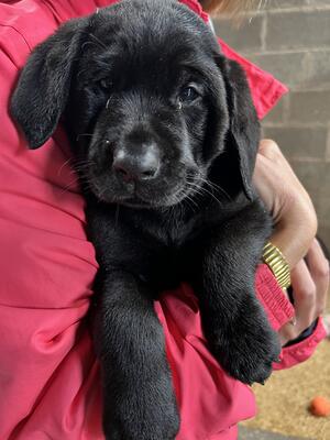 Last dog puppy left of the litter