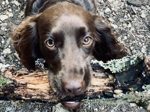 Olive - Previous Puppy
