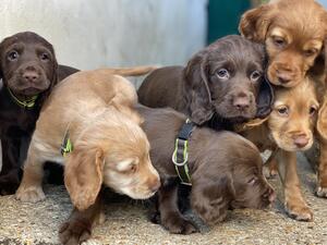 Previous Puppies