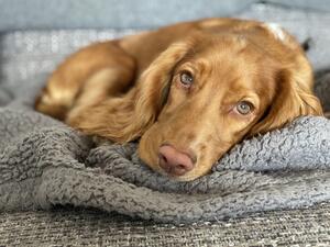 Loulou - Previous Puppy