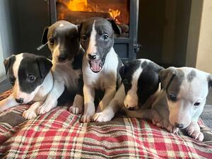 Isla's 5 pups