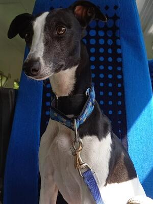 On the train to whitby