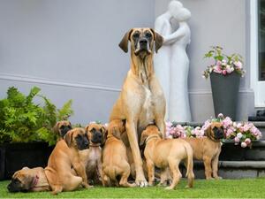 Our Danes