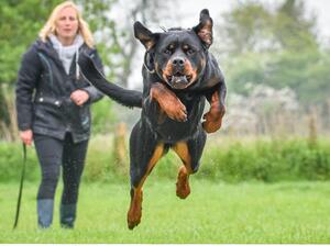Rottphoenix Leela 8ft long jump