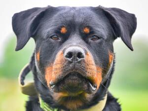 Juno Profile