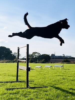 Juno Clear Jump