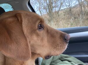 Fascinated by the Big Red Tractor