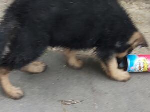 boy pup