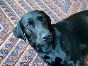 Beautiful working line Labrador