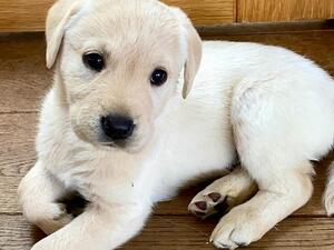Yellow girl pup available