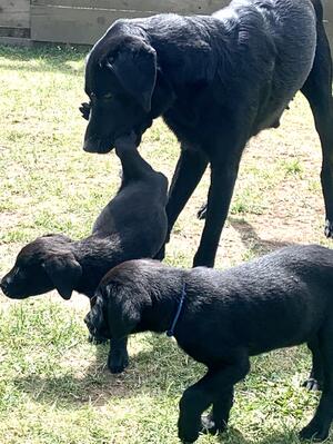 Mum grooming and playing